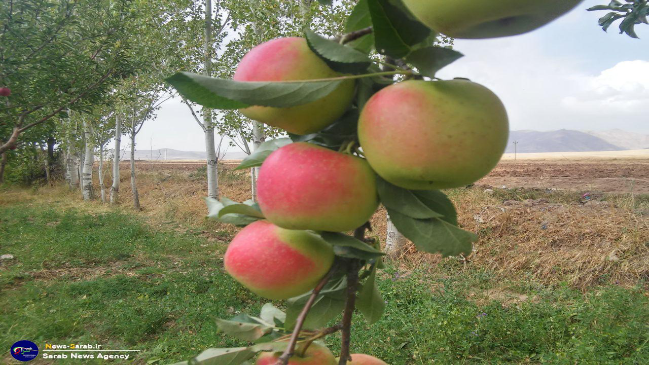 سیب شهرستان سراب