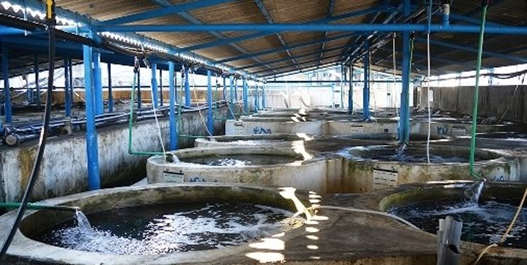 پرورش ماهیان خاویاری و زالو در سراب/ تولید۱۱۰۰ هزار تن محصولات آبزی