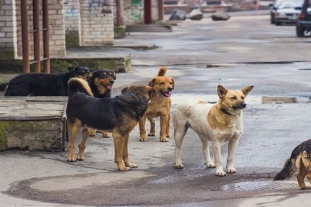 افزایش جمعیت سگ‌های بلاصاحب در شهرستان سراب
